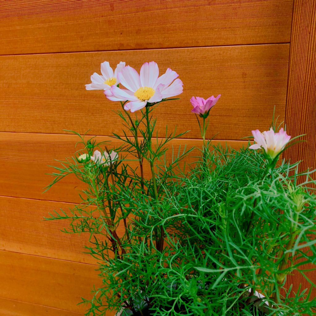 秋に向かってコスモス畑をつくろう House Garden 株式会社カヤノ